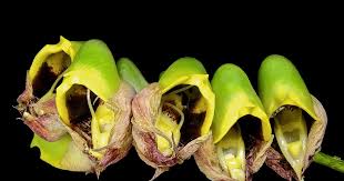 Image result for Dichapetalum macrocarpum