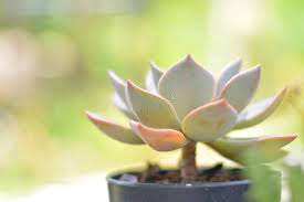 Keep your old lady cactus in a spot with lots of bright light and it will reward you with cactus blooms that look like a crown of pink flowers in the. 730 Lotus Cactus Photos Free Royalty Free Stock Photos From Dreamstime