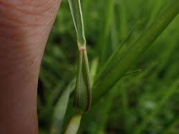 Image result for Urochloa arrecta