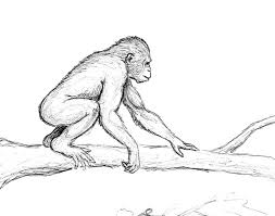 The initial discovery comprises 1,550 specimens, representing 737 different elements. The History Of Our Tribe Hominini