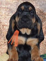 8 wks old, shots and tail docked. Bloodhound Puppies For Sale Louisville Ky 200295