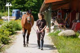 In 2005, the american horse council dispelled the popular myth in their economic study that. How Much Does It Cost To Own A Horse