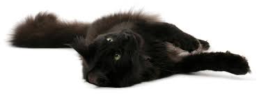 The cat genie litter box is an advanced model that is designed to clean itself out, which saves you time and prevents you from having to come into contact with your pet's poop, at least directly. Catgenie A I