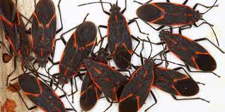 To prevent box elder bugs you must seal cracks and crevices which these pests use as access points. Box Elder Bugs Don T Let Them Get Comfortable Interstate Pest