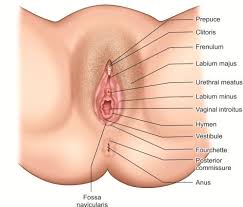 Image result for female sex organ