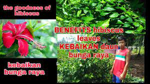 Campuran bahagian dan bahagian lain: Kebaikan Daun Bunga Raya Youtube
