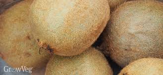 Edible berry of several species of woody vines in the genus actinidia, native to china (en); How To Grow Kiwi Fruit