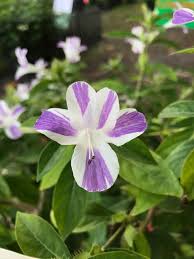 Image result for Barleria cristata