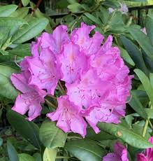 Pin On Gardening