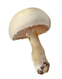 Image result for Lactarius mutabilis