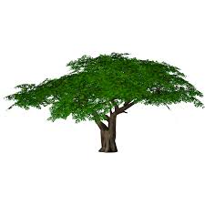 Vachellia tortilis, widely known as acacia tortilis but now attributed to the genus vachellia, is the umbrella thorn acacia, also known as umbrella thorn and israeli babool, a medium to large canopied tree native to most of africa, primarily to the savanna and sahel of africa. Umbrella Thorn Acacia Slice Zt2 Download Library Wiki Fandom