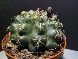 The christmas cactus is a colorful alternative to traditional holiday plants like poinsettias, and makes a beautiful addition to your holiday decor scheme. Gymnocalycium Baldianum Wikipedia