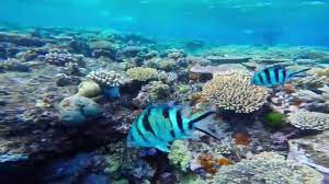 Looking For Advice On Which Individual Reef In The Great Barrier Reef Is Best For You Check Out Our Guide To The Likes Of Great Barrier Reef Agincourt Barrier