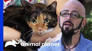 Service dog is a dog (or miniature horses) that provides service to an individual with a disability like pulling a wheelchair, medical alert, ptsd, seizure alert and more. Cat With Ptsd Is Reformed My Cat From Hell Youtube