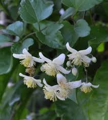 Image result for Clematis brachiata