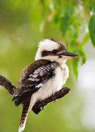 Birds That Sing In The Morning Australia Pin By Hazy Laboratory On Birds Planet Australian Birds Beautiful Birds Birds