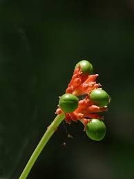 Image result for Rauvolfia nana