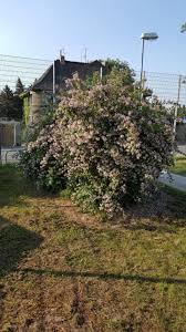 16 Kolkwitzia Amabilis Kolkwitzie Perlmuttstrauch Wunderschone Rosaweisse Blutendolden Begeistern Ab Mai Gartenpflanzen Pflanzen Garten