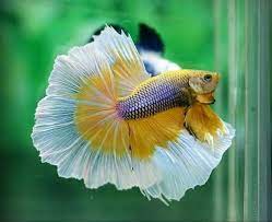 With out any back part known as full moon it's also. Full Moon Fighter Betta Fish Packaging Type Polythene 3 5 Years Rs 400 No Id 21113151148