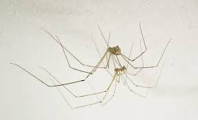 So, what do spiders like to eat? Cellar Spiders Signs Of Infestation Control And Pictures