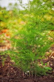 Learn how to grow and harvest it. How To Grow Asparagus Better Homes Gardens