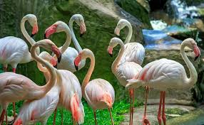Steal away from the hum and buzz of city life for some calm at these parks. Kl Bird Park Tickets With Transfers Book At 485 Only