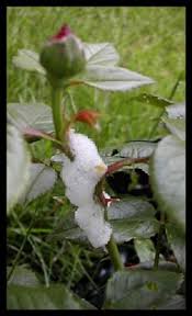 Beside this, how do i get rid of spittlebugs on plants? Pin On Insects