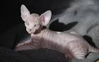 Sphynx Kittens for Sale - Adoptapet
