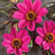 Pin On Dahlia