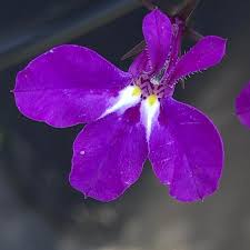 Image result for Lobelia thermalis