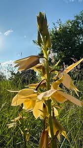 Image result for Eulophia ovalis