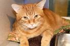 The Orange Tabby Cat — 8 Fun Facts - Catster