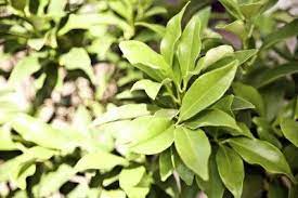 Lemon tree flowers no fruit. Lemon Tree Fruiting Tips To Encourage Fruit On Lemon Trees
