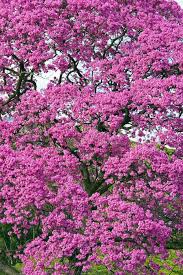 Image result for Handroanthus sp. near impetiginosus