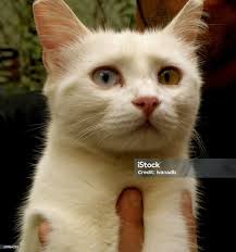 Kucing Van Turki Foto Stok