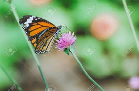 Beautiful pictures of flowers and butterflies beautiful yellow butterfly. Soft Focus Butterfly On Flowers Beautiful Butterfly Flower In The Garden Close Up Butterfly On Flower Butterfly Common Tiger Butterfly Stock Photo Picture And Royalty Free Image Image 91667205