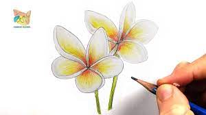 comment dessiner une fleur hawaienne - YouTube