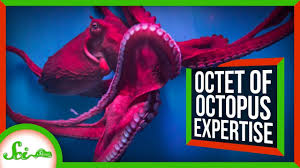 8 Incredible Things We Can Learn From Octopuses The Incredibles Octopus Learning