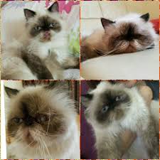 معلومات عن الإعلان قطة هيملايا شوكليت بيكي فيس العمر ما يقارب ثلاث سنوات السعر 1500 درهم للتواصل 0552502402 الدولة Dubai رقم المو Cats Animals