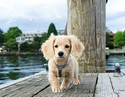 Thecutestofthecute English Cream Dachshund P Heartache Dachshund Breed Long Haired Dachshund Dachshund Puppy Long Haired