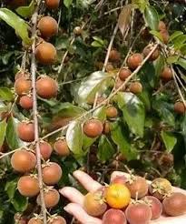 Image result for Dovyalis sp. A