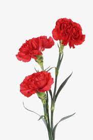 O significado dos cravos foi muito importante na mitologia grega e. Os Cravos Flores Vermelho Os Cravos Imagem Png E Vetor Para Download Gratuito Papel De Parede Rosa Flores Vermelhas Flores Botanicas