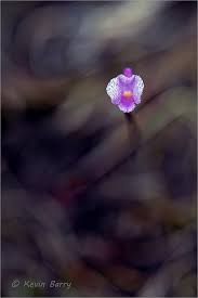 Image result for Volusia resupinata