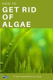 Get Rid Of Algae Is A Common Problem Among Aquarists There Are Many Types Of Algae And Many Way To Get Rid O Saltwater Fish Tanks Fish Tank Cleaning Fish Tank