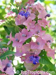 Image result for Karomia tettensis