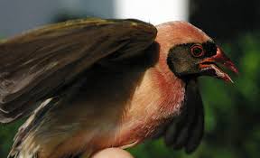 Image result for Eriochloa macclounii