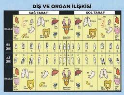 vucudumuzun kozmik odasi agiz dis hekimi ilker erdogan