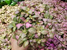 Click on image to view plant details. Plant Choice Indoor Plant Green Plants Nature Gardening Leaves Freshness Growth Pxfuel