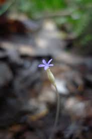 Image result for Voyria