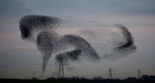 Why Do Birds Fly South For The Winter Biology 17 Breathtaking Photos Of Nature S Most Spectacular Phenomena Starling Murmuration Flock Of Birds
